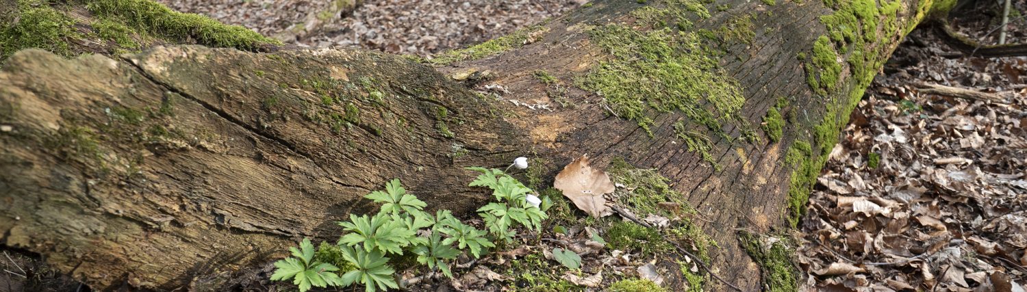 EMKA- oceny przyrodnicze