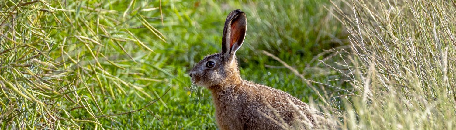 EMKA- oceny przyrodnicze